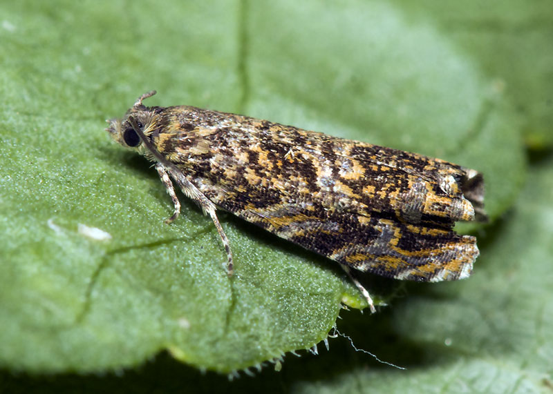 Tortricidae: Enarmonia formosana ? S